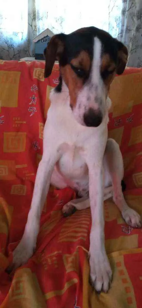 Cachorro ra a Sem raça definida idade 7 a 11 meses nome Sem nome