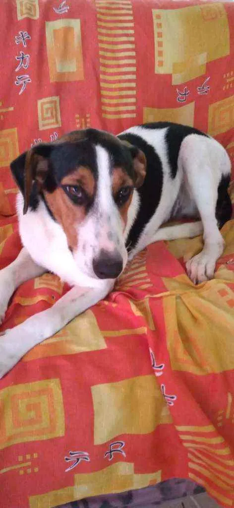Cachorro ra a Sem raça definida idade 7 a 11 meses nome Sem nome