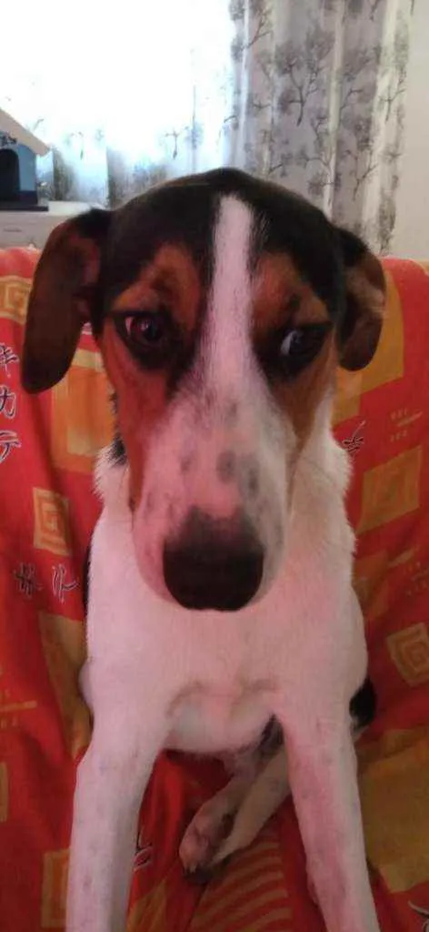 Cachorro ra a Sem raça definida idade 7 a 11 meses nome Sem nome