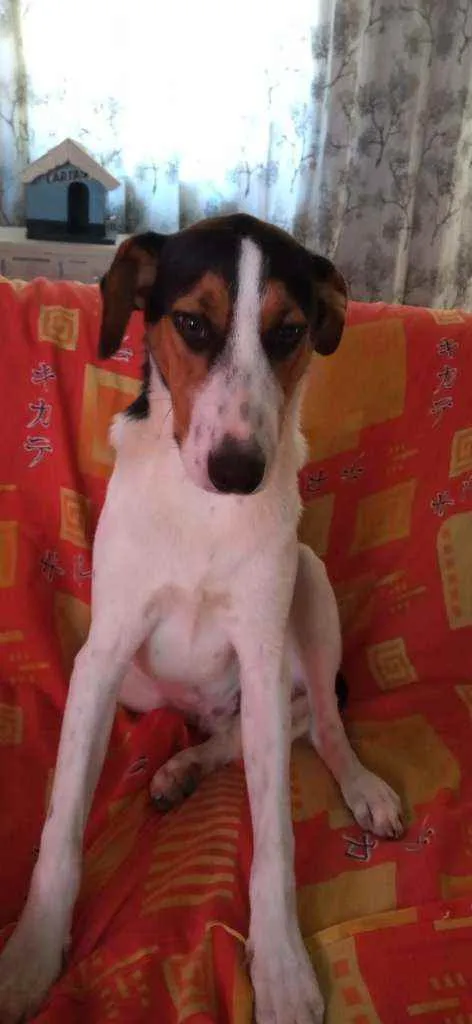 Cachorro ra a Sem raça definida idade 7 a 11 meses nome Sem nome