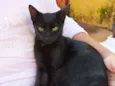 Nego