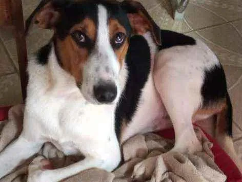 Cachorro ra a Sem raça definida idade 7 a 11 meses nome Sem nome
