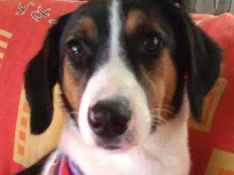 Cachorro ra a Sem raça definida idade 7 a 11 meses nome Sem nome