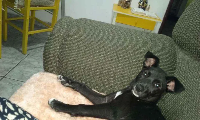 Cachorro ra a Indefinida idade 2 a 6 meses nome Pantera (Pan)