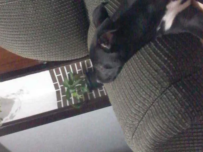 Cachorro ra a Indefinida idade 2 a 6 meses nome Pantera (Pan)