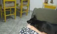 Pantera (Pan)