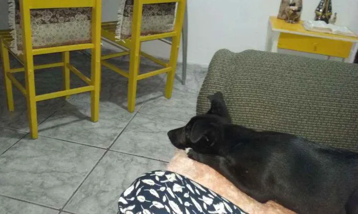 Cachorro ra a Indefinida idade 2 a 6 meses nome Pantera (Pan)