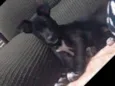 Pantera (Pan)