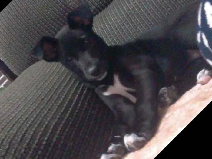 Cachorro ra a Indefinida idade 2 a 6 meses nome Pantera (Pan)