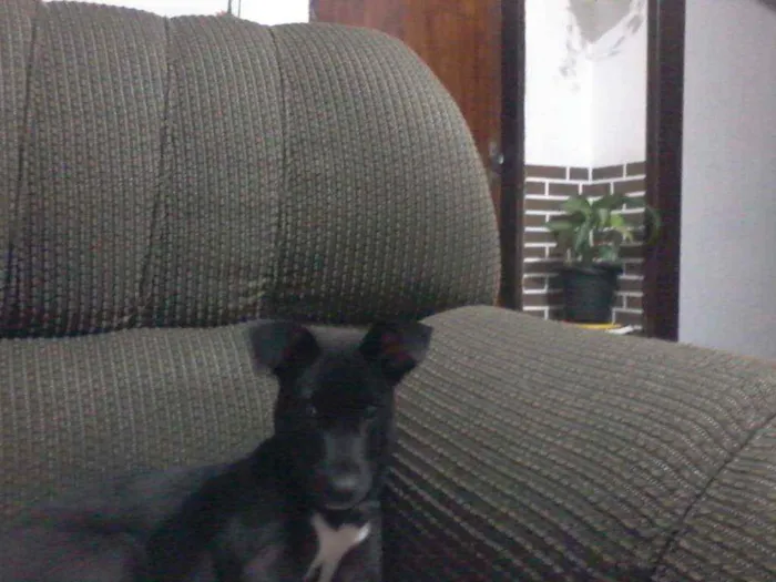 Cachorro ra a Indefinida idade 2 a 6 meses nome Pantera (Pan)