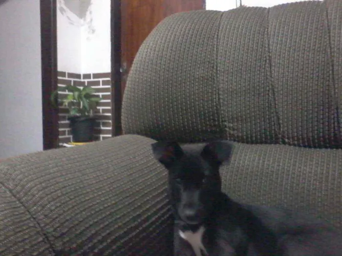 Cachorro ra a Indefinida idade 2 a 6 meses nome Pantera (Pan)