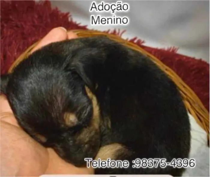 Cachorro ra a SRD idade Abaixo de 2 meses nome Caio