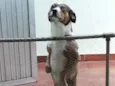 Bowie