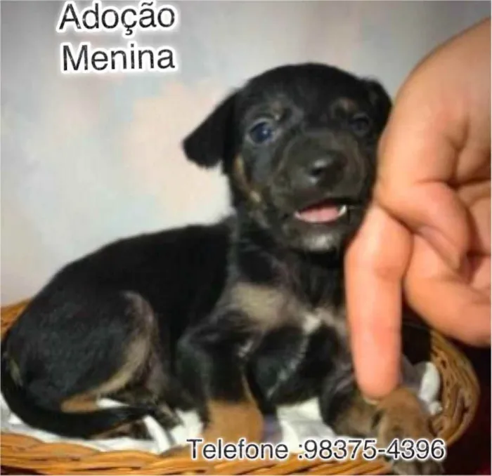 Cachorro ra a SRD idade Abaixo de 2 meses nome Aurora