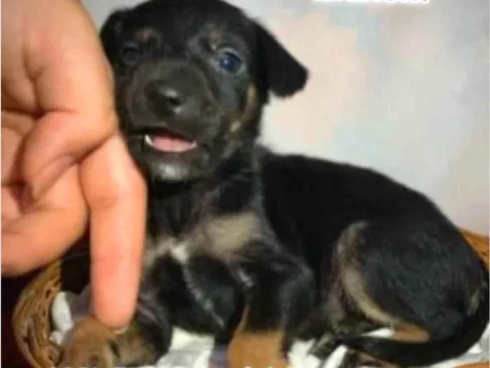 Cachorro ra a SRD idade Abaixo de 2 meses nome Aurora