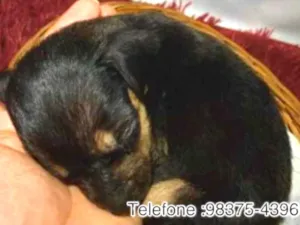 Cachorro raça SRD idade Abaixo de 2 meses nome Caio