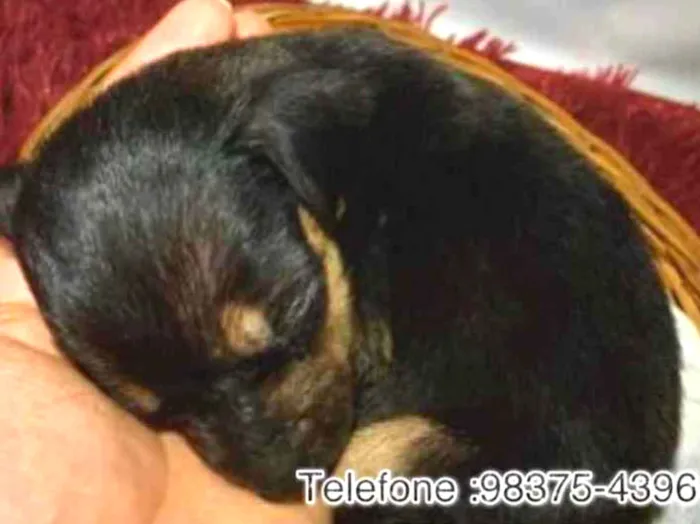 Cachorro ra a SRD idade Abaixo de 2 meses nome Caio