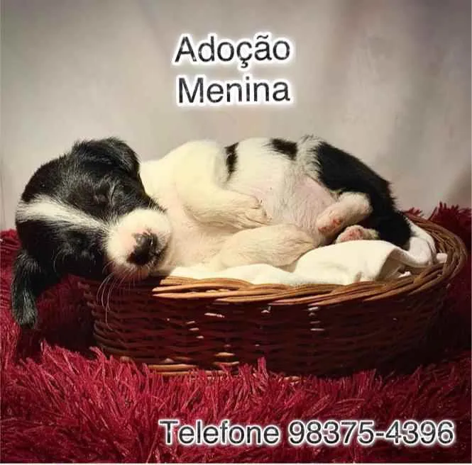 Cachorro ra a SRD idade Abaixo de 2 meses nome Lilith