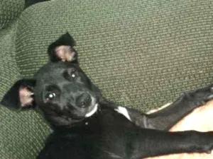Cachorro raça Indefinida idade 2 a 6 meses nome Pantera (Pan)