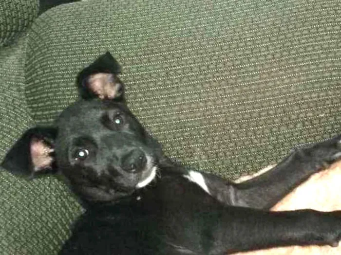 Cachorro ra a Indefinida idade 2 a 6 meses nome Pantera (Pan)