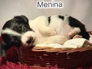 Cachorro raça SRD idade Abaixo de 2 meses nome Lilith
