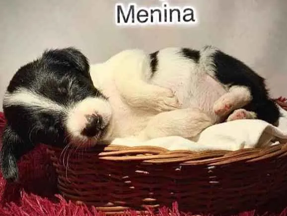 Cachorro ra a SRD idade Abaixo de 2 meses nome Lilith