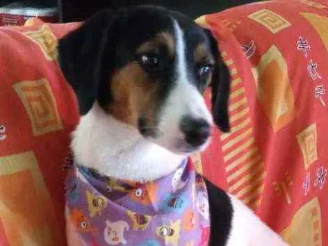 Cachorro ra a Sem raça definida idade 7 a 11 meses nome Sem nome