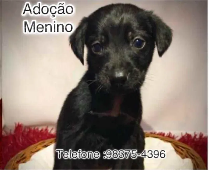 Cachorro ra a SRD idade Abaixo de 2 meses nome Tobby