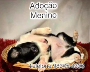 Cachorro raça SRD idade Abaixo de 2 meses nome Homero