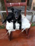 Bombom