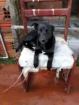 Bombom
