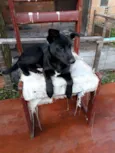 Bombom