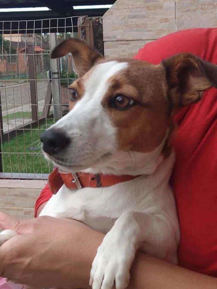 Cachorro ra a SRD idade 7 a 11 meses nome MEL