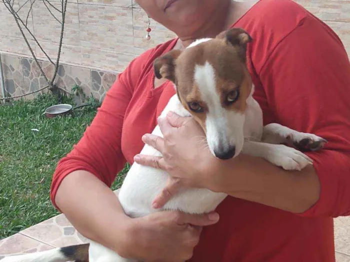 Cachorro ra a SRD idade 7 a 11 meses nome MEL