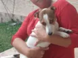 MEL