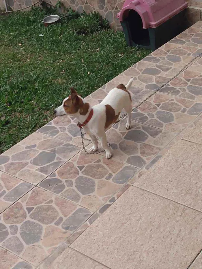 Cachorro ra a SRD idade 7 a 11 meses nome MEL