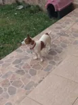 MEL