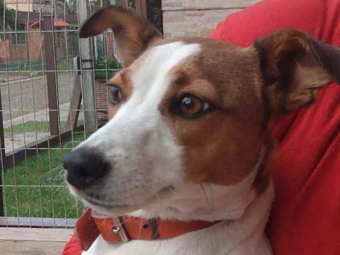 Cachorro ra a SRD idade 7 a 11 meses nome MEL