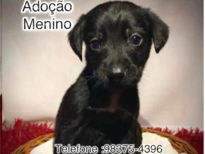Cachorro ra a SRD idade Abaixo de 2 meses nome Tobby