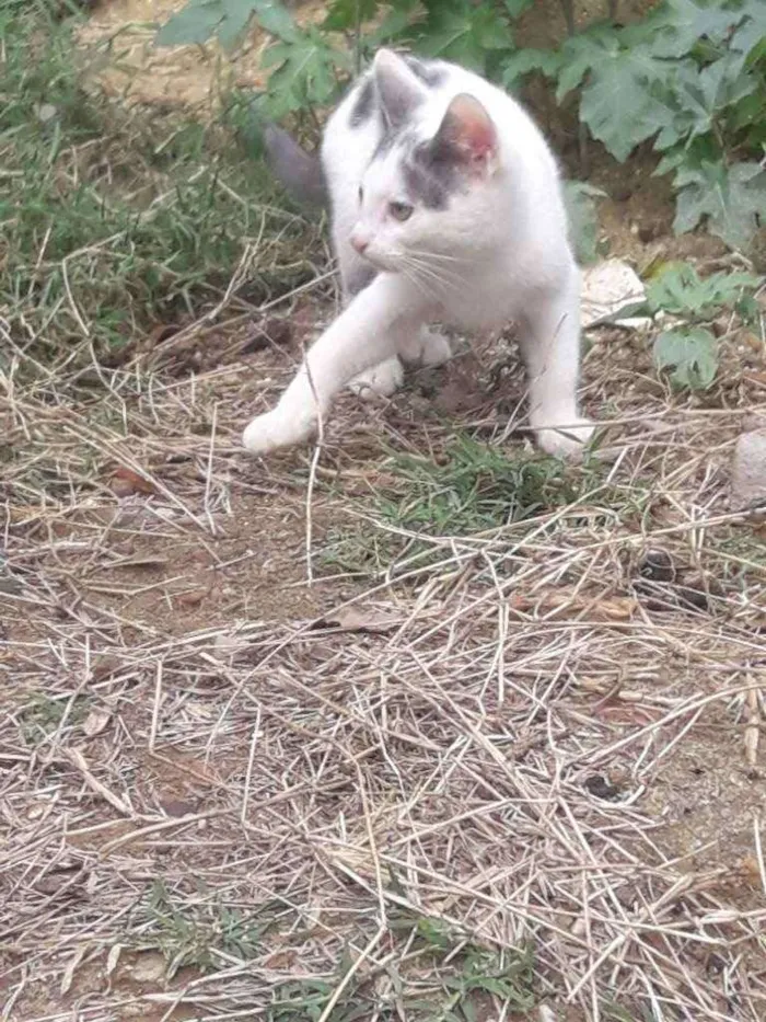 Gato ra a  idade 2 a 6 meses nome Omar