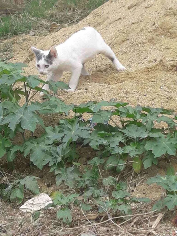 Gato ra a  idade 2 a 6 meses nome Omar