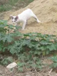 Omar