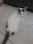Omar