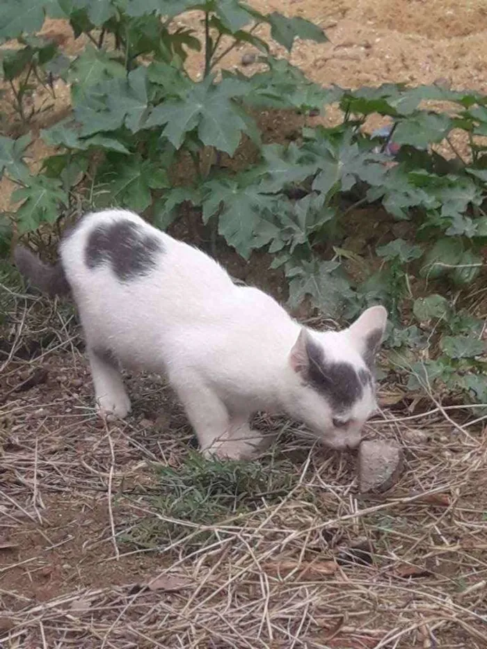 Gato ra a  idade 2 a 6 meses nome Omar