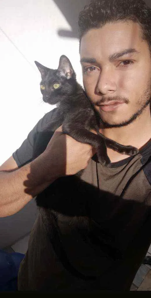 Gato ra a  idade 2 a 6 meses nome Penélope e Pabllo