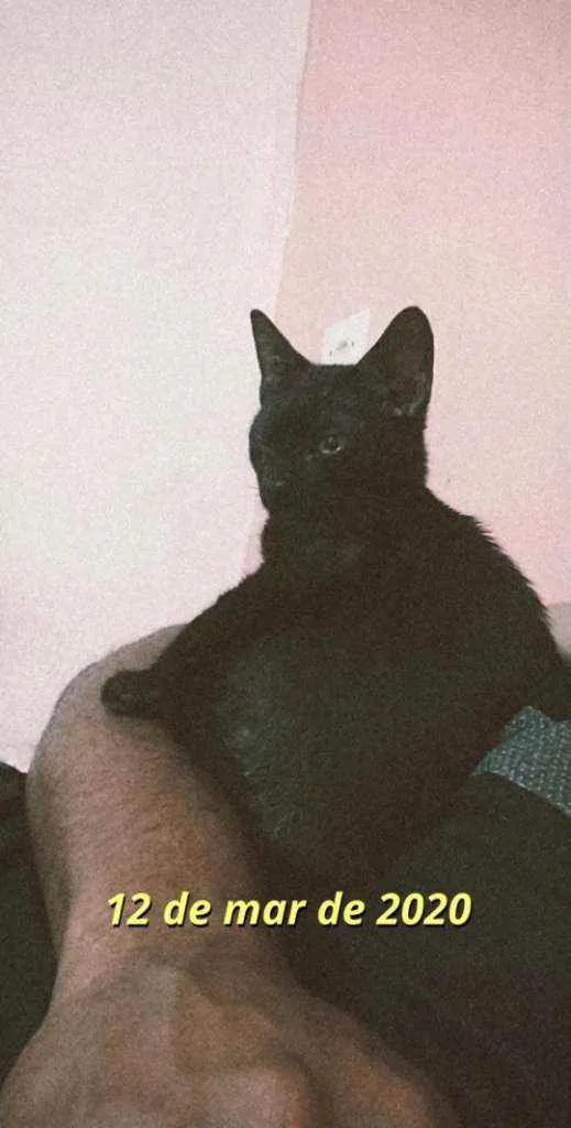 Gato ra a  idade 2 a 6 meses nome Penélope e Pabllo