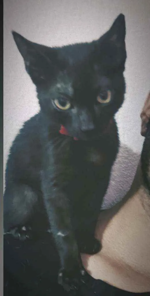 Gato ra a  idade 2 a 6 meses nome Penélope e Pabllo