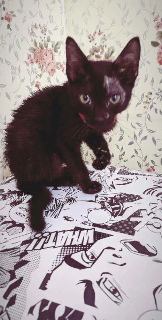 Gato ra a  idade 2 a 6 meses nome Penélope e Pabllo