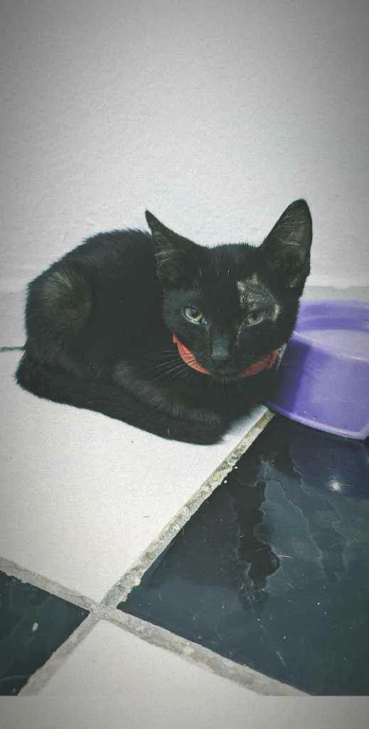 Gato ra a  idade 2 a 6 meses nome Penélope e Pabllo