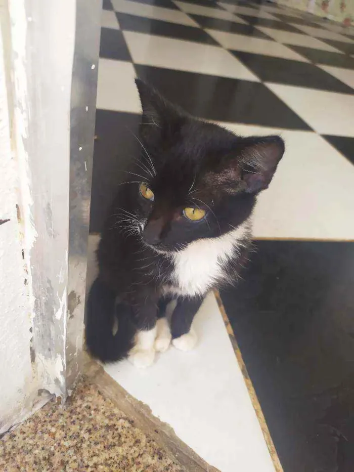 Gato ra a  idade 2 a 6 meses nome Penélope e Pabllo